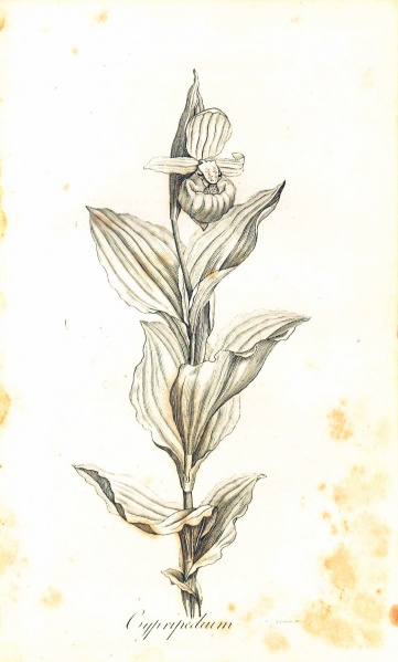 File:DarwinBotanicGarden1798Illustration3.jpg