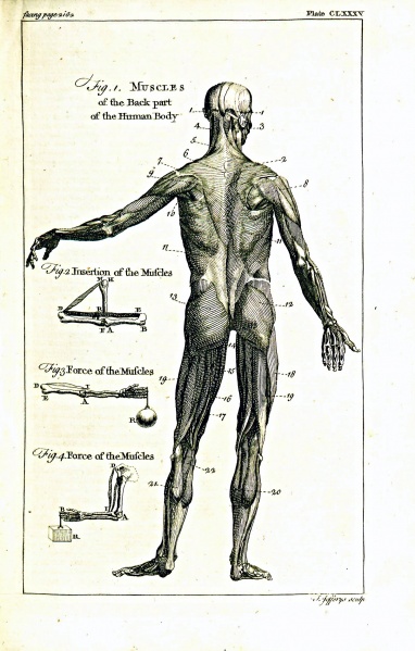 File:NewDictionary1754V3Plate185.jpg
