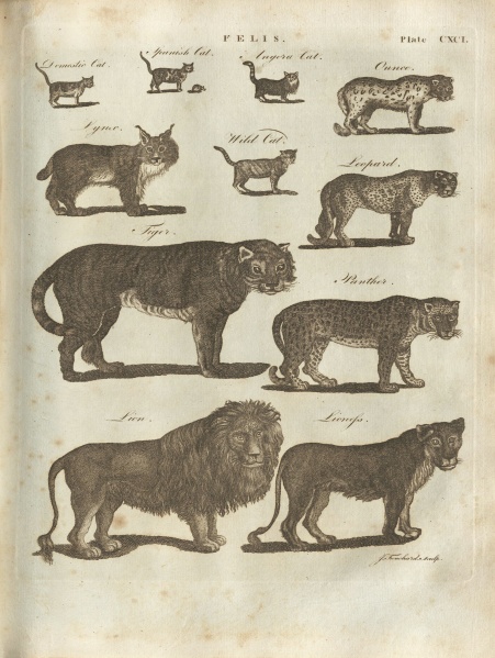 File:EncyclopaediaDictionary1798V7Illustration.jpg