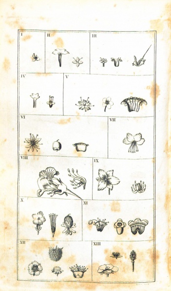 File:DarwinBotanicGarden1798 24ClassesOfPlantsA.jpg