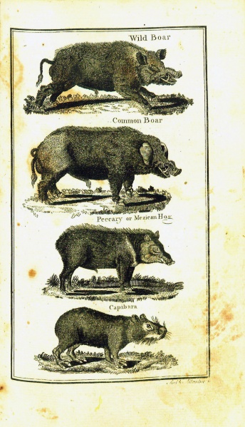 File:GoldsmithHistoryOfEarth1795v2Quadrupeds.jpg