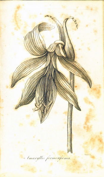 File:DarwinBotanicGarden1798Illustration4.jpg