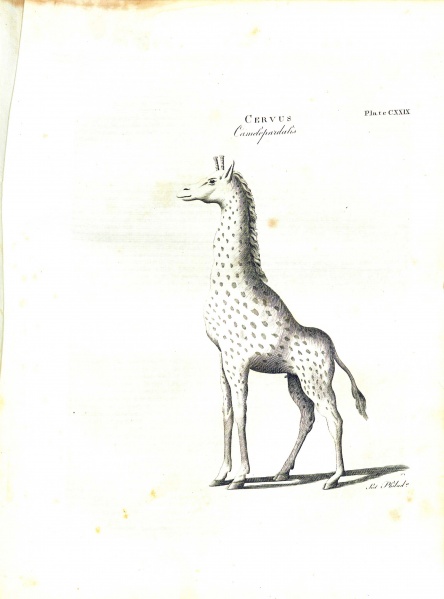 File:EncyclopaediaDictionary1798V4P300Illustration.jpg