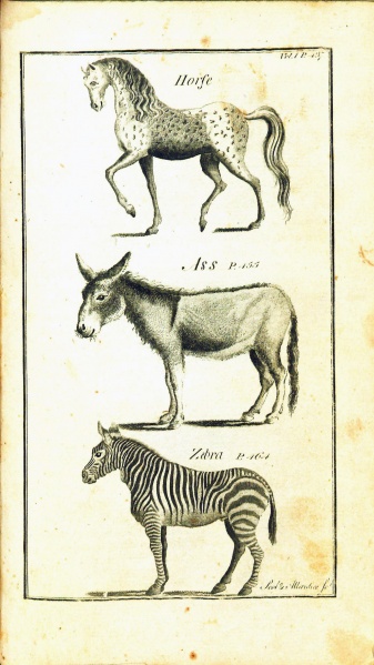 File:GoldsmithHistoryOfAnimatedNature1795v1Illustration.jpg
