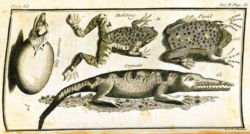 File:GoldsmithHistoryOfAnimatedNature1795v4Illustration51.jpg