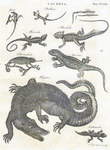 Lacerta, plate CCIXI, volume nine.