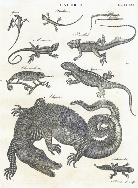 File:DobsonDictionary1798v9Illustration.jpg