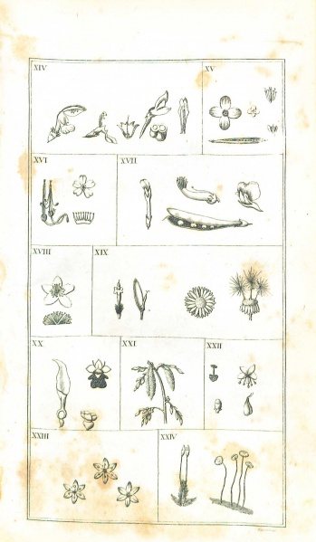 File:DarwinBotanicGarden1798 24ClassesOfPlantsB.jpg