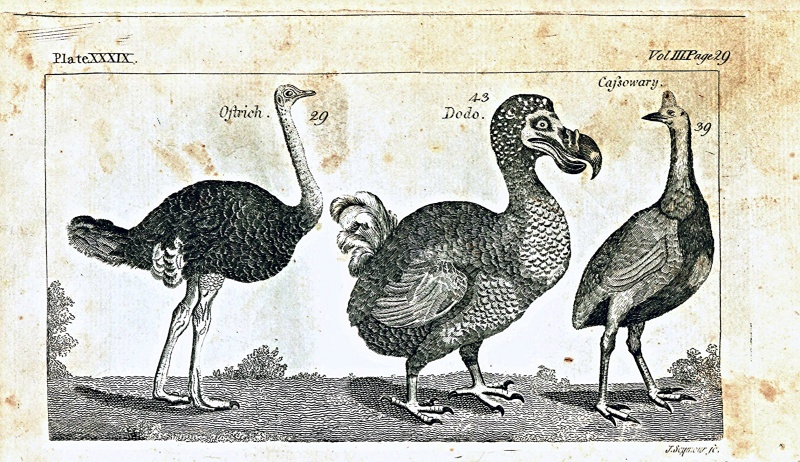 File:GoldsmithHistoryOfAnimatedNature1795V3Plate39.jpg